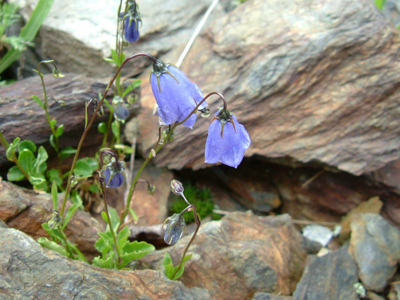 Campanula cochleariifolia / Campanula a foglie di coclearia
