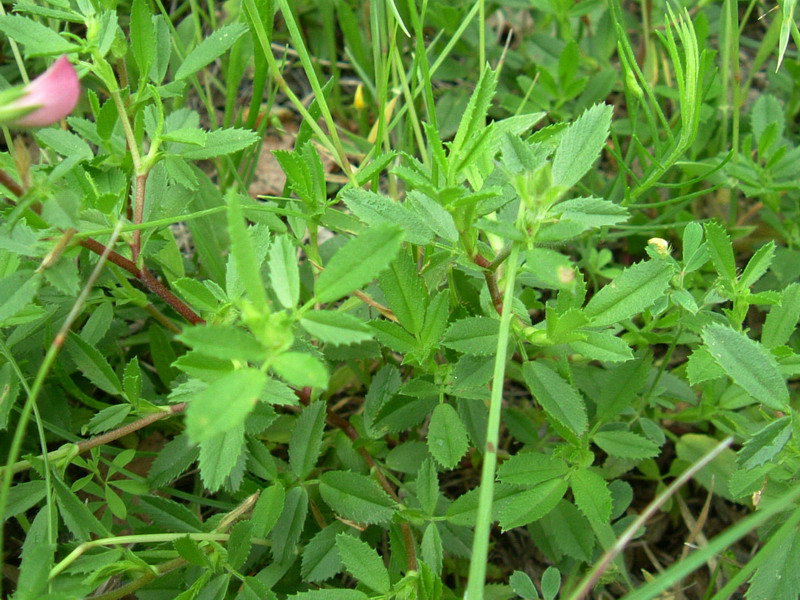 Colline dei calanchi 3 - Ononis