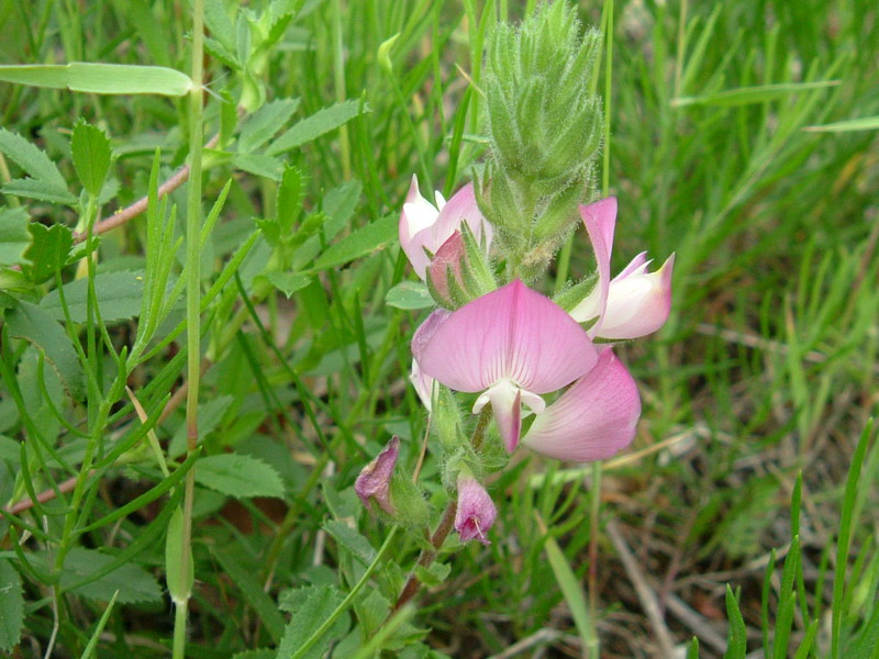 Colline dei calanchi 3 - Ononis