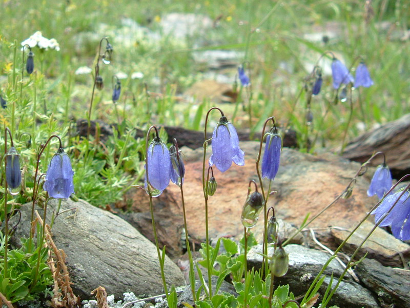 Campanula cochleariifolia / Campanula a foglie di coclearia