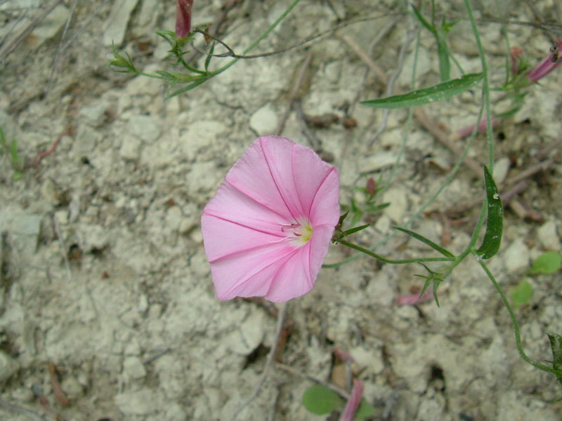 Colline dei calanchi 4 - Convolvulus cantabrica