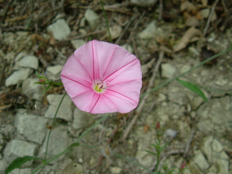 Colline dei calanchi 4 - Convolvulus cantabrica