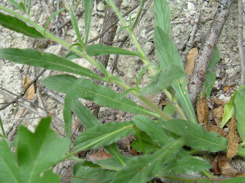 Colline dei calanchi 4 - Convolvulus cantabrica