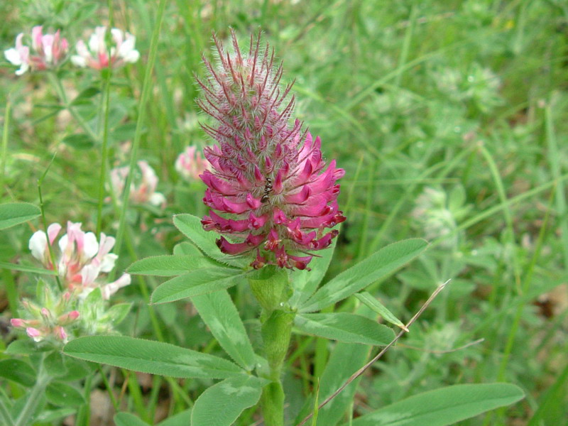 Colline dei calanchi 5 - Trifolium rubens