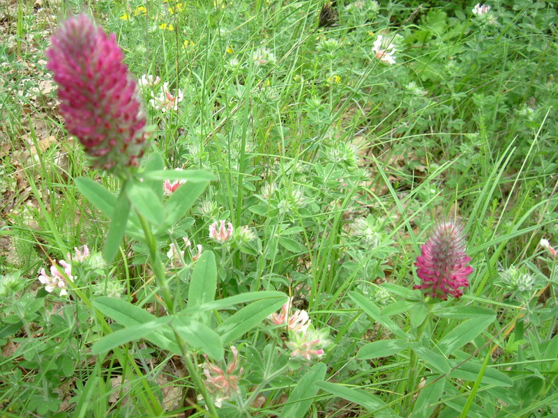 Colline dei calanchi 5 - Trifolium rubens
