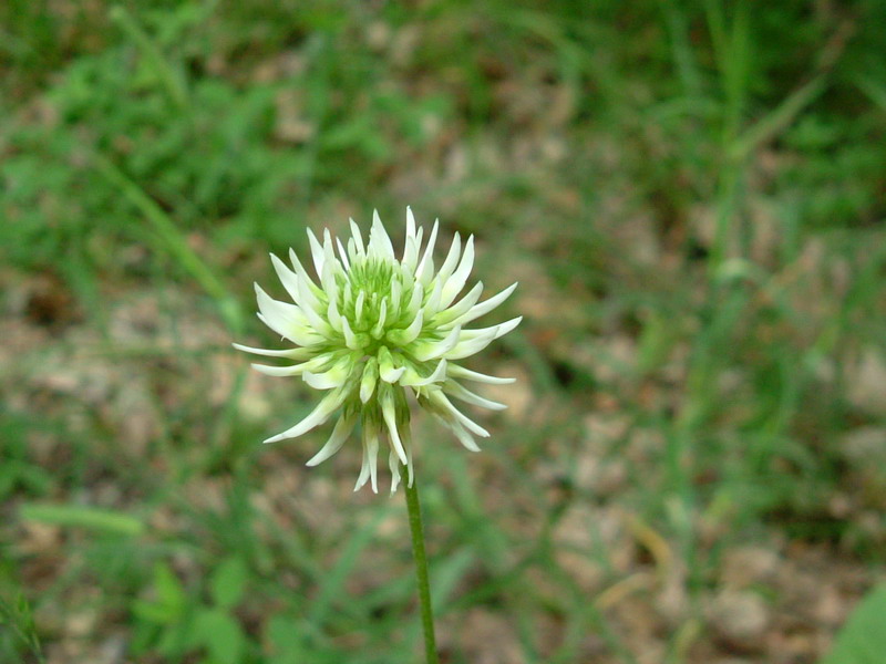 Colline dei calanchi - Trifolium montanum