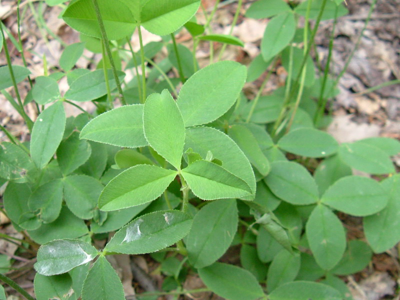 Colline dei calanchi - Trifolium montanum
