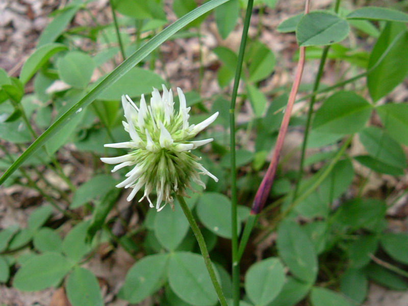 Colline dei calanchi - Trifolium montanum