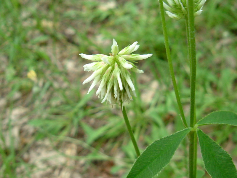 Colline dei calanchi - Trifolium montanum