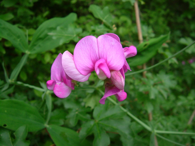 Lathyrus latifolius / Cicerchia a foglie larghe