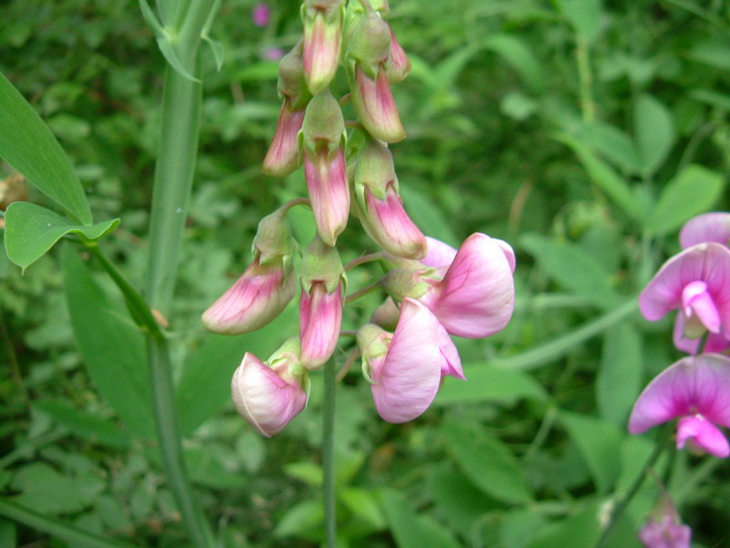 Lathyrus latifolius / Cicerchia a foglie larghe