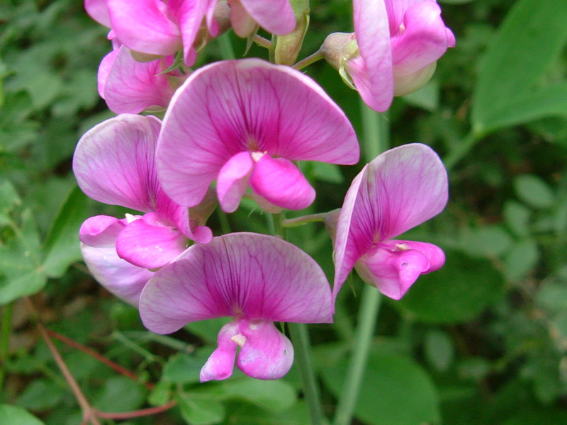 Lathyrus latifolius / Cicerchia a foglie larghe