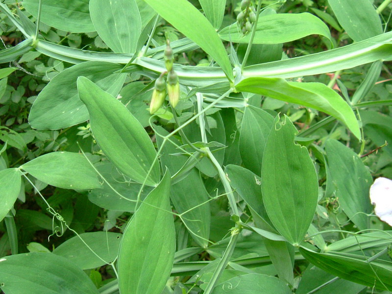 Lathyrus latifolius / Cicerchia a foglie larghe