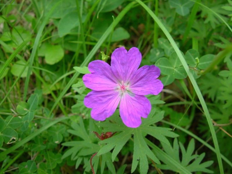 Colline dei calanchi 9 - Geranium sanguineum