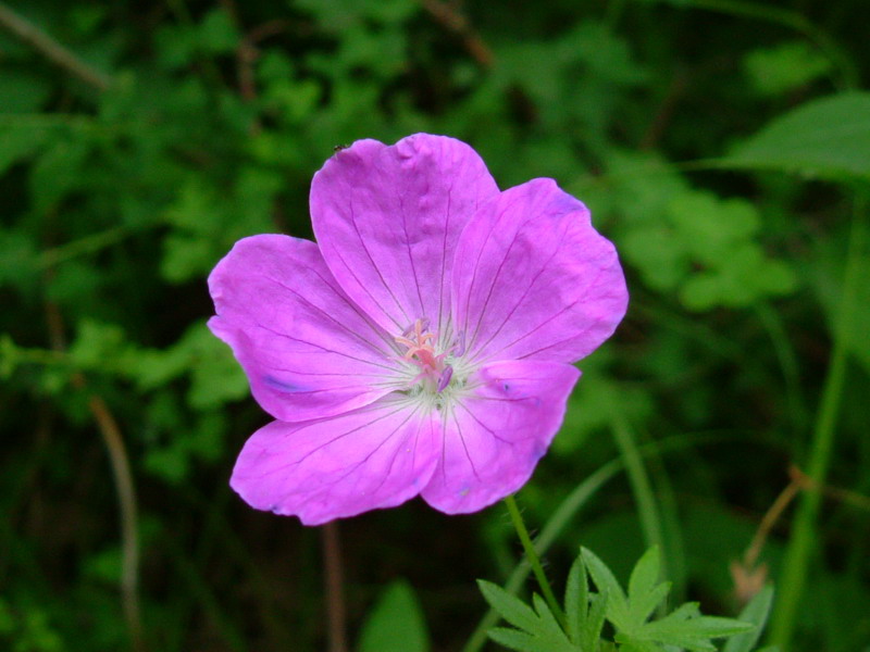 Colline dei calanchi 9 - Geranium sanguineum