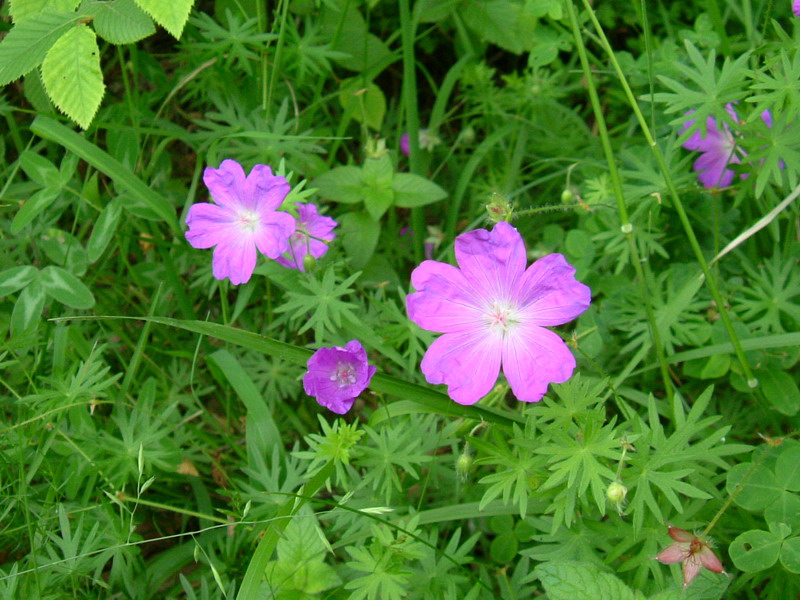Colline dei calanchi 9 - Geranium sanguineum