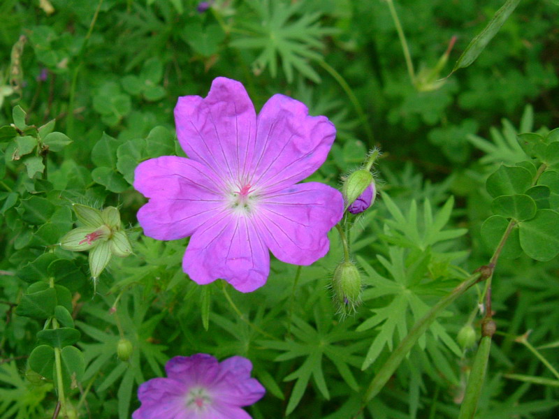 Colline dei calanchi 9 - Geranium sanguineum