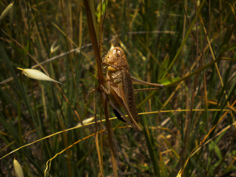 Cavalletta