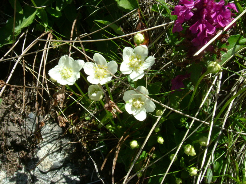 Parnassia palustris