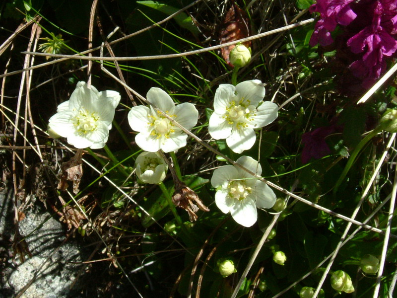 Parnassia palustris