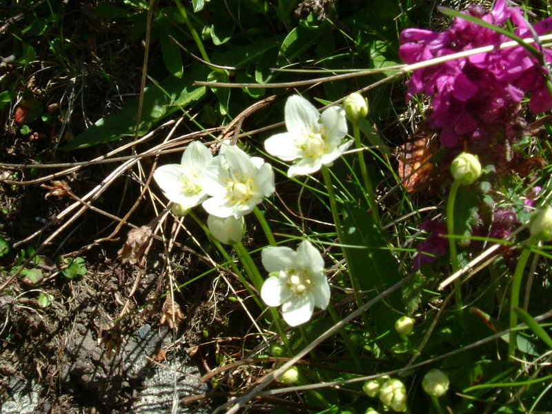 Parnassia palustris