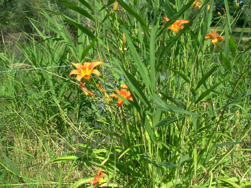 Hemerocallis fulva / Giglio di San Giuseppe