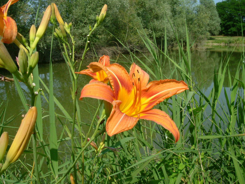 Hemerocallis fulva / Giglio di San Giuseppe