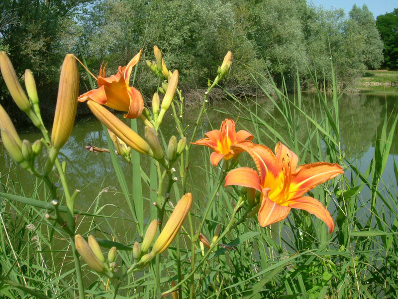 Hemerocallis fulva / Giglio di San Giuseppe