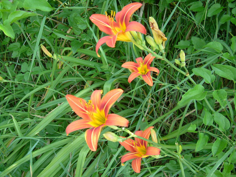 Hemerocallis fulva / Giglio di San Giuseppe