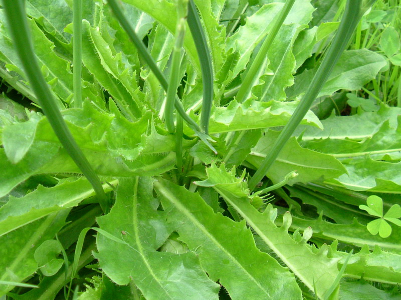 Negli incoltivi - Hypochaeris radicata