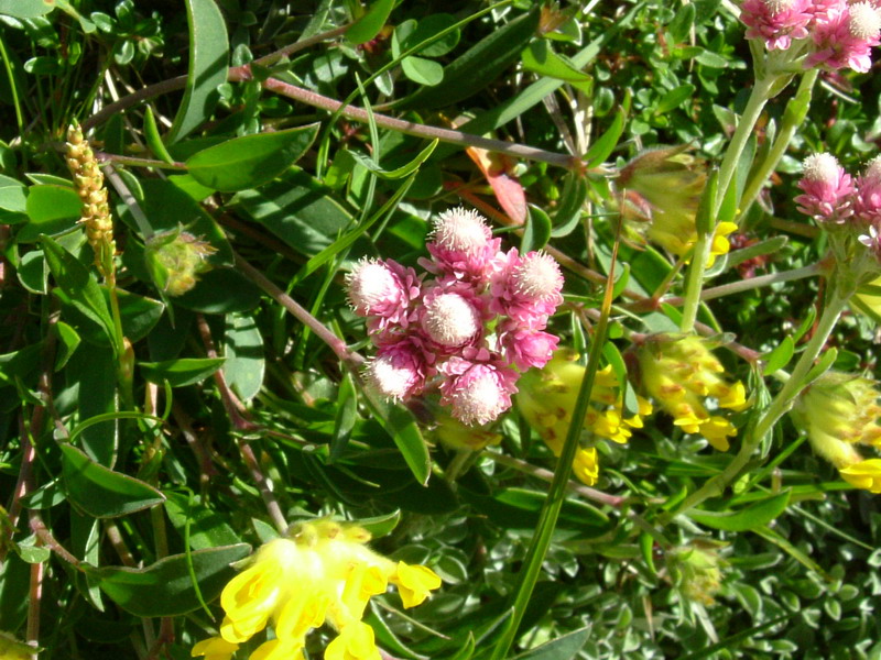 Antennaria dioica / Sempiterni di montagna