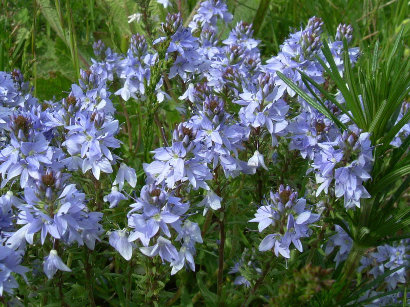Azzurro e bellissimo - Veronica prostrata