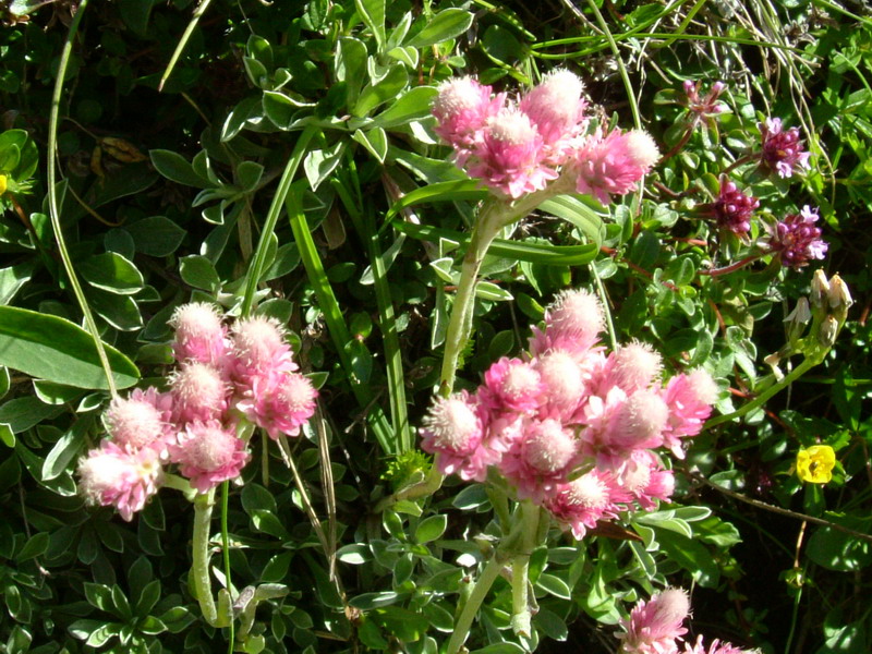 Antennaria dioica / Sempiterni di montagna