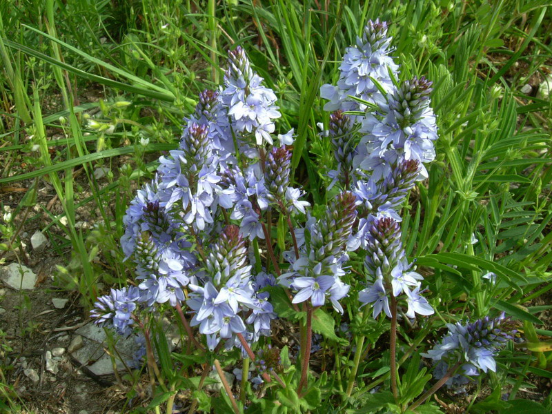 Azzurro e bellissimo - Veronica prostrata