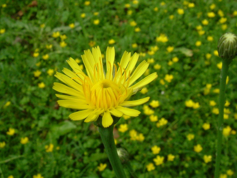 Negli incoltivi - Hypochaeris radicata