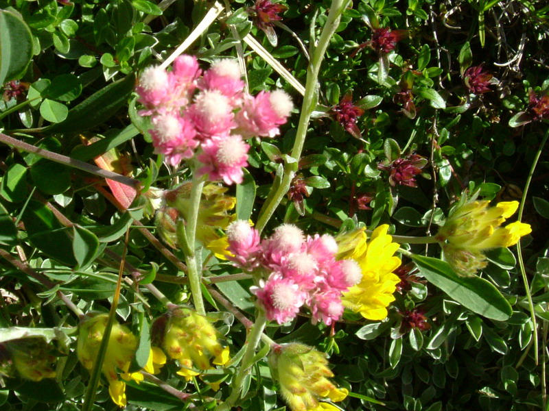 Antennaria dioica / Sempiterni di montagna