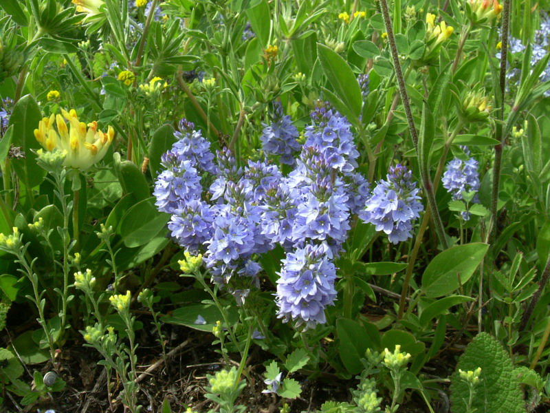 Azzurro e bellissimo - Veronica prostrata