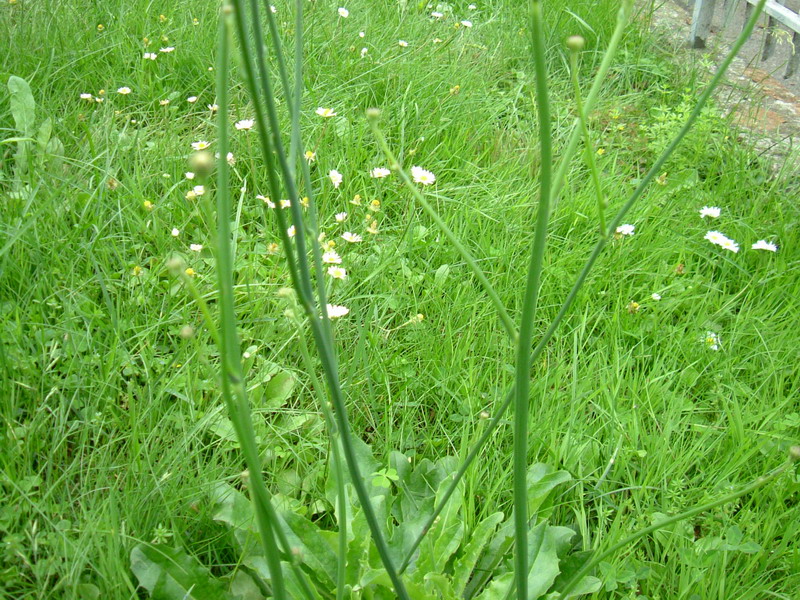 Negli incoltivi - Hypochaeris radicata