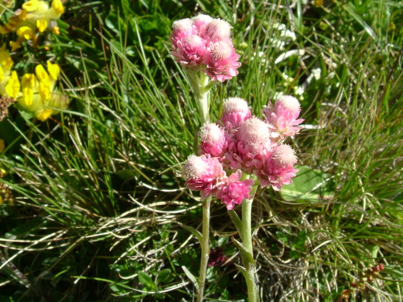 Antennaria dioica / Sempiterni di montagna