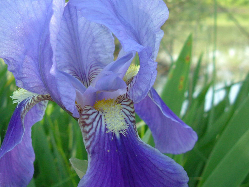 Iris germanica / Giaggiolo paonazzo