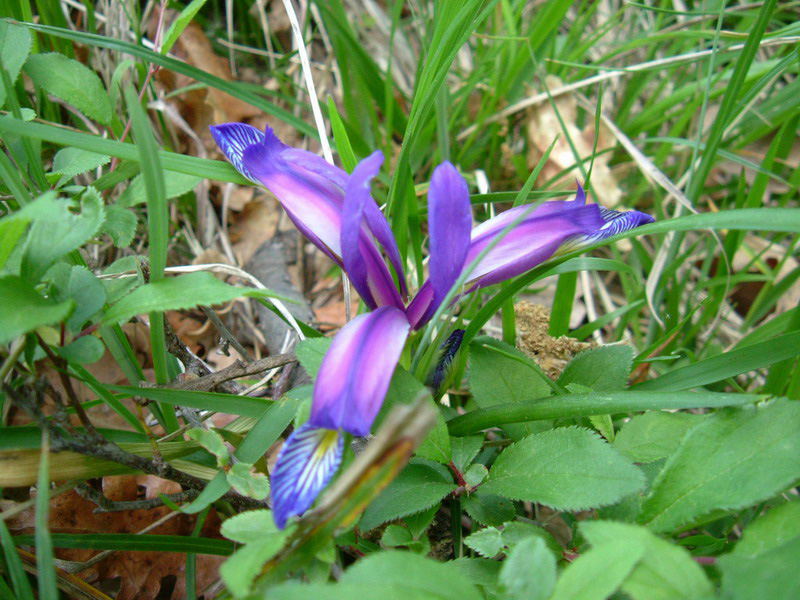 Iris graminea / Giaggiolo susinario