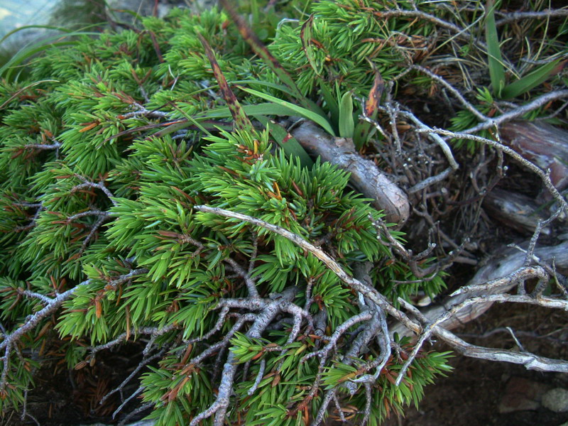 Juniperus communis / Ginepro comune