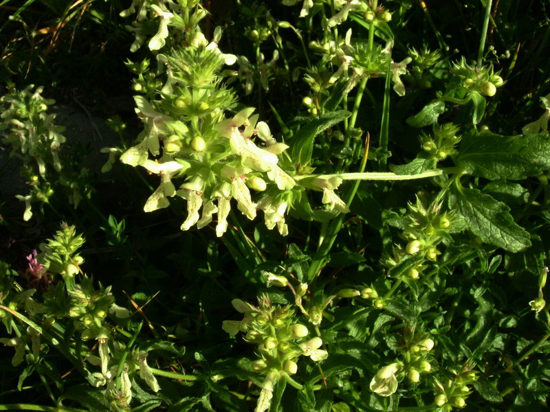 Prati appenninici - Stachys recta
