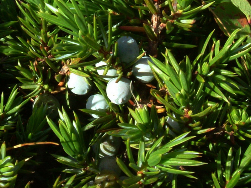 Juniperus communis / Ginepro comune