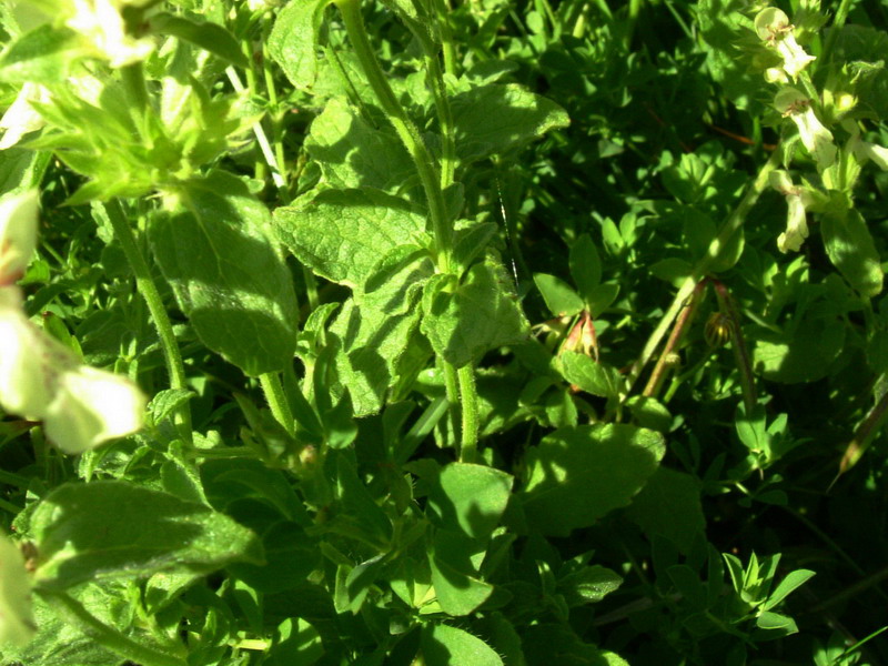 Prati appenninici - Stachys recta