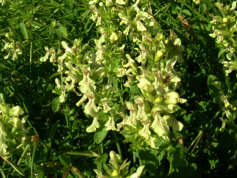Prati appenninici - Stachys recta