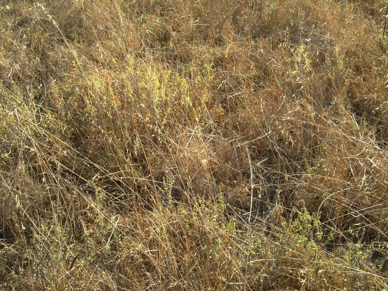 Habitat  Ambrosia