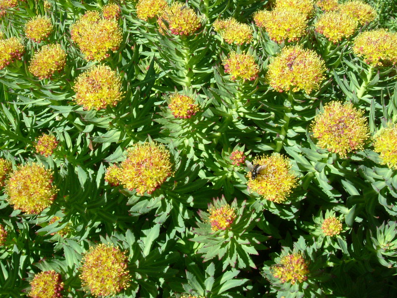 Rhodiola rosea / Rodiola rosea