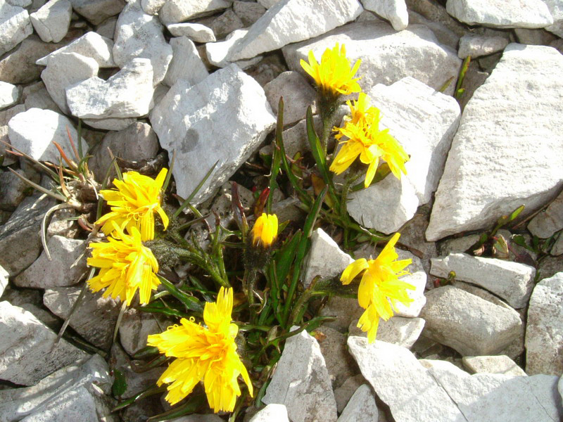 Leontodon montanus ?