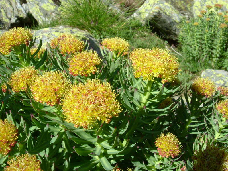 Rhodiola rosea / Rodiola rosea